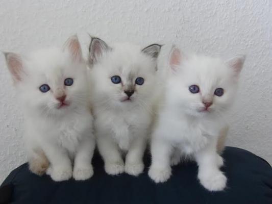 Tre kittens cute dhe Adorable Birman per cdo shtepi te mire - 1