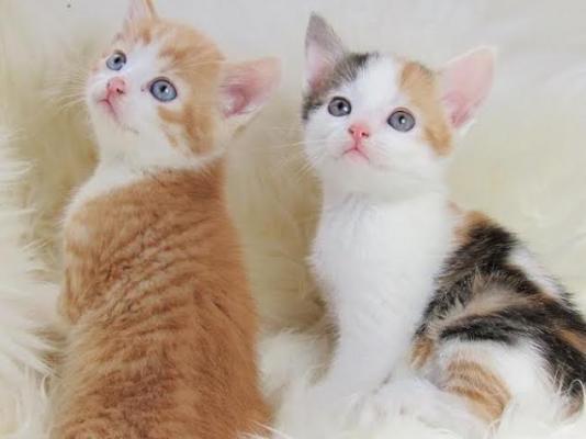 Kittens Cute persiane per adoptim te lire. - 1