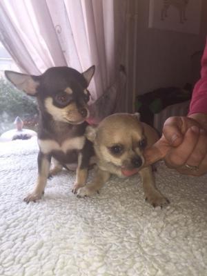 Dy Puppies Chihuahua per miratim. - 1