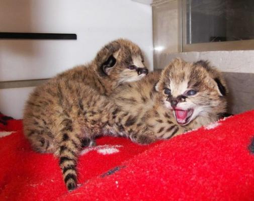 Serval dhe Savannah kittens dispozicion - 1