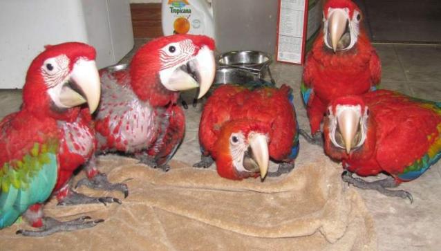   papagall i kuq i ndezur macaw bebe per   shitje   300 EUR    - 1