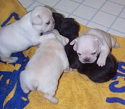 zeze, e bardhe, French bulldog puppies.  - 1