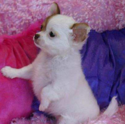 bukur Chihuahua Puppies - 1