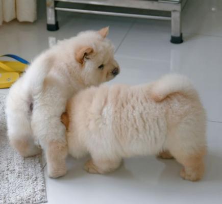 Dy gra te bukura Chow chow puppies ne dispozicion per adoptim. - 1