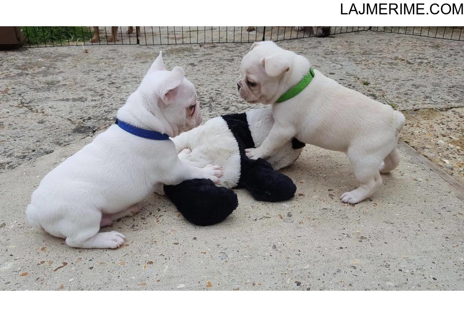 Puppies franceze Bulldog - 1
