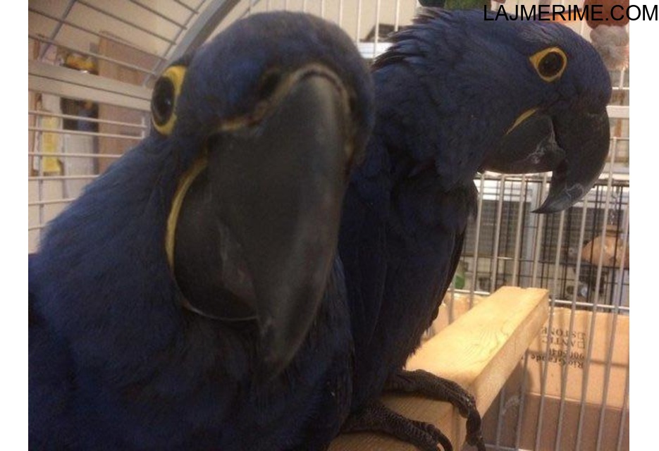 Palë blu papagalli blu - 1