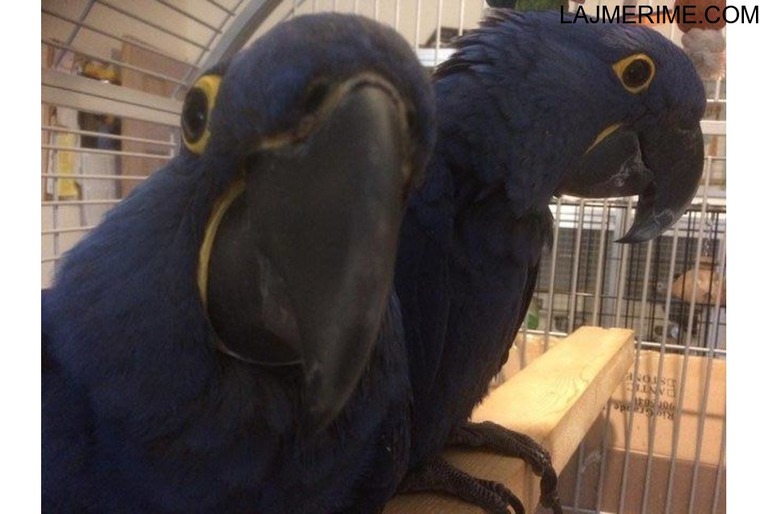 Palë blu papagalli blu